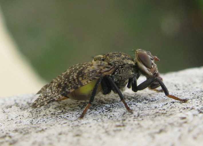 Platystoma sp. (Platystomatidae)